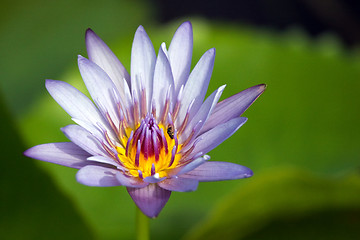 Image showing Lotus blossom 