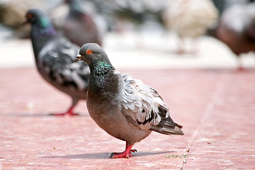 Image showing Dove on the floor of the town squar