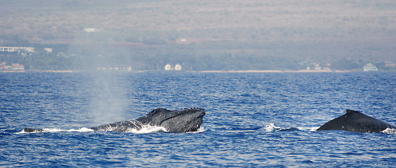 Image showing Two Humpback whale 