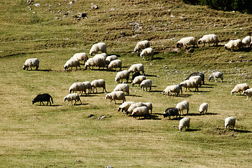 Image showing Herd of sheep on mountain pastures