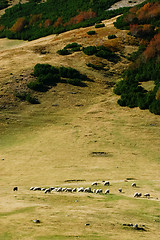 Image showing 	Mountain pasture with sheep