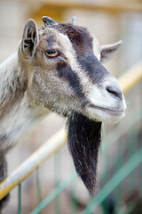 Image showing Goat 