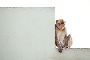 Image showing 	Monkey on the wall