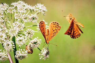 Image showing Flying butterflie