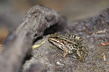 Image showing Young green frog