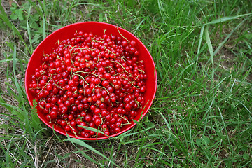 Image showing 	Currants in a bowl