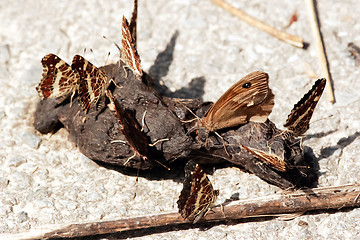 Image showing 	Butterflies in the feces