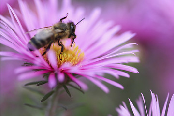 Image showing Bee on a flower - close up 