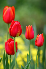 Image showing Red tulips vertical 