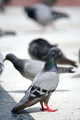 Image showing One pigeon in a group 