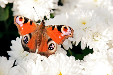 Image showing 	Colorful reddish butterfly