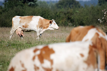 Image showing White and brown Cow on the meadow