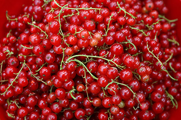 Image showing 	Close up of currants