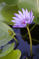 Image showing Violet Lotus blossom 