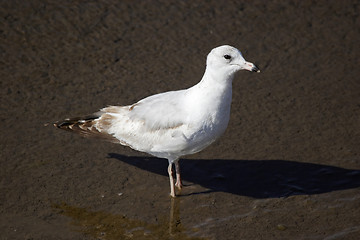 Image showing Gull in the water 