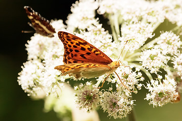 Image showing 	Butterfly