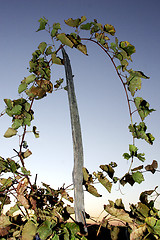 Image showing Grape stalks on a wooden stick