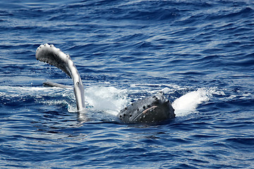 Image showing The young humpback whale 