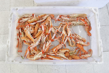 Image showing 	Shrimp