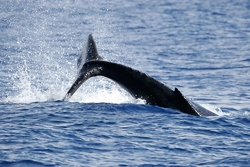 Image showing 	Splash of Humpback whale