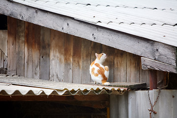 Image showing 	Orange , white cat on the roof