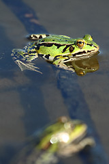 Image showing Green frog in the water