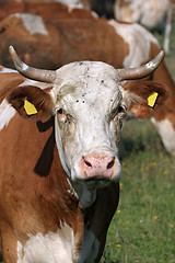 Image showing Portrait of white brown cow 