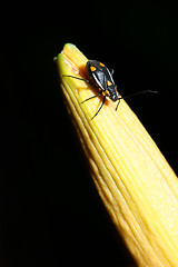 Image showing Insect on top of yellow plant stalk
