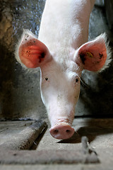 Image showing Portrait of a pig