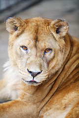Image showing 	Female lion portrait