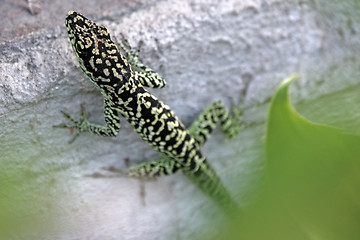 Image showing Lizard 