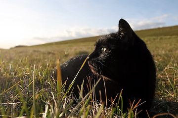 Image showing 	Black cat in the grass