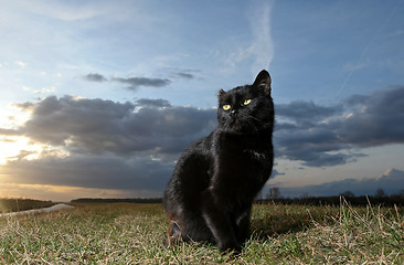 Image showing 	Black cat