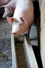 Image showing Pigs in the piggery