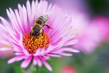 Image showing Bee colecting pollen 