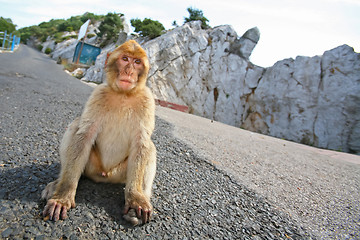 Image showing Gibraltar Monkey sitting on the road