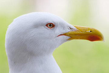 Image showing Head of seagull 