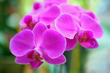 Image showing Violet orchid 