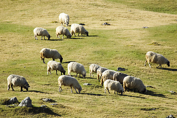 Image showing 	Sheep