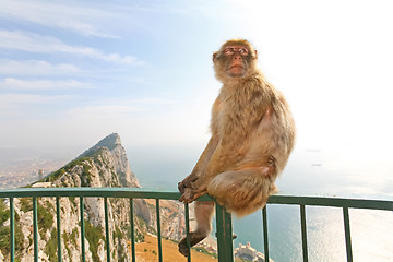 Image showing Gibraltar Monkey posing on the fence