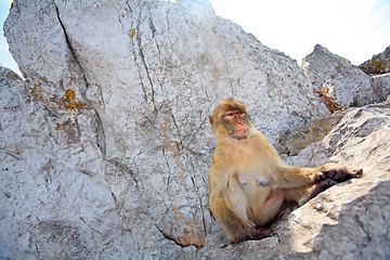 Image showing The monkey is sitting on the rocks