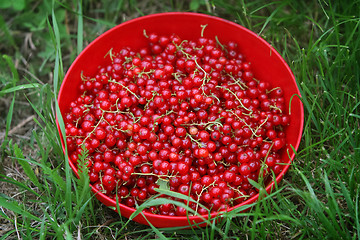 Image showing Currants in a bowl on the grass