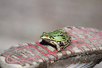 Image showing 	A Green frog on a tennis shoe