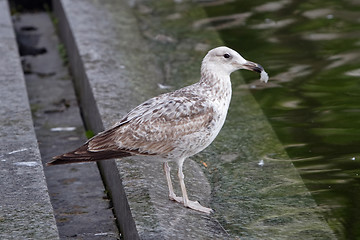 Image showing 	Young seagull