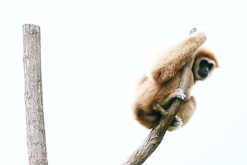 Image showing 	Lar Gibbon on the tree