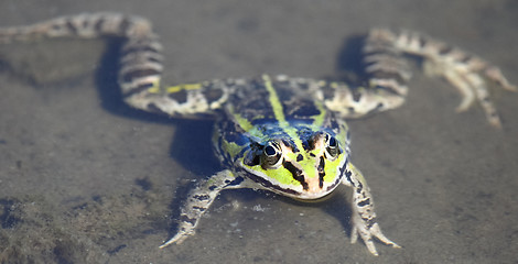 Image showing 	Edible green frog floats on water