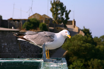 Image showing Seagull looking at the camera 