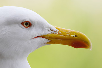 Image showing Seagull Beak