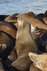 Image showing 	Sea lion