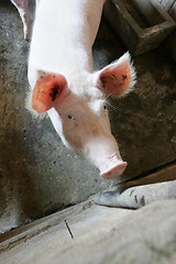 Image showing Pig